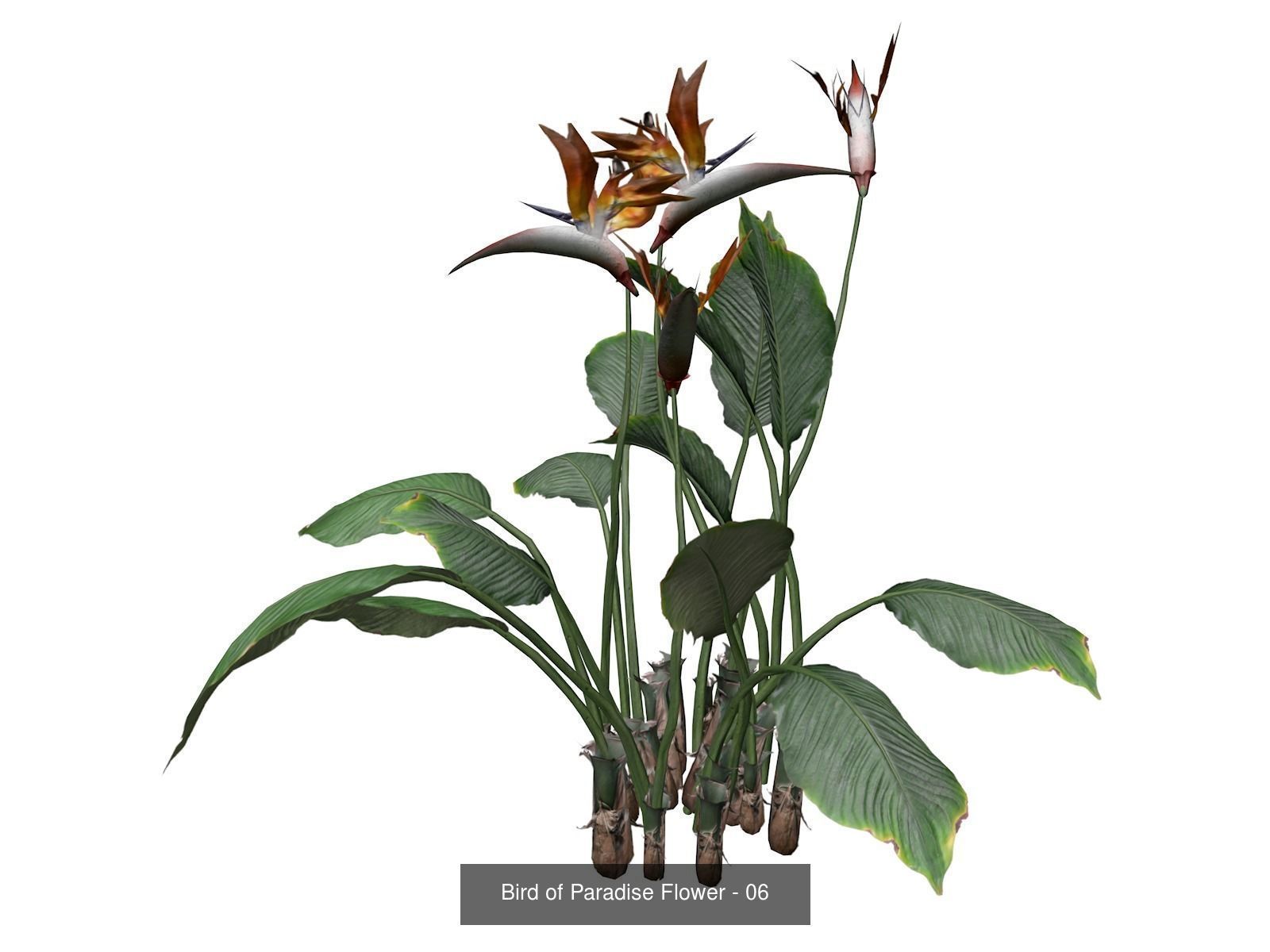 Bird of Paradise Flowers 3D Model Collection_7