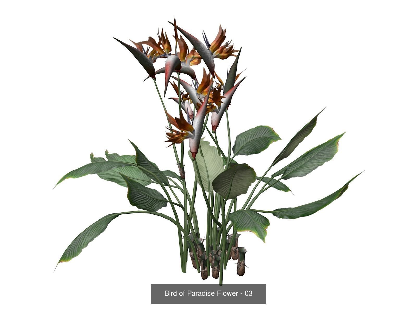 Bird of Paradise Flowers 3D Model Collection_4