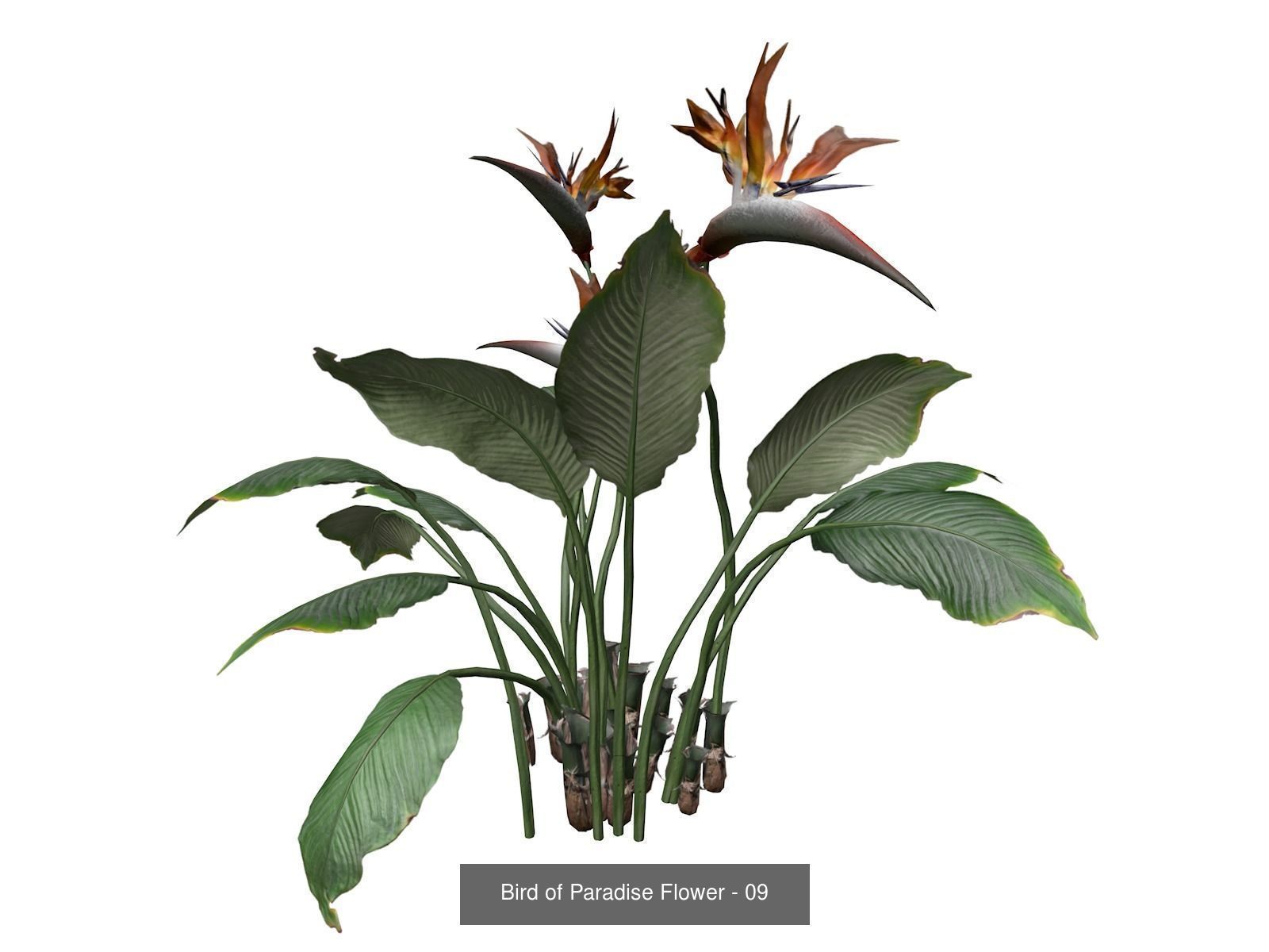Bird of Paradise Flowers 3D Model Collection_10