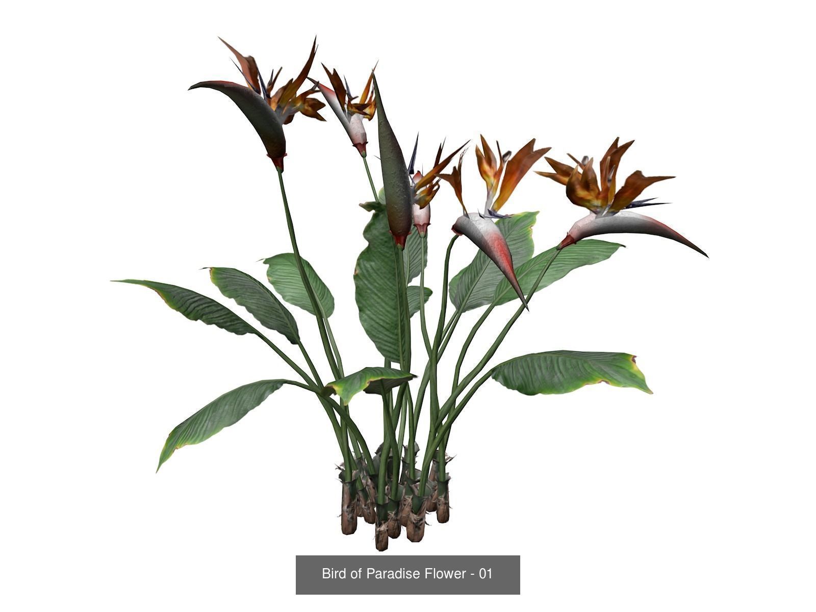 Bird of Paradise Flowers 3D Model Collection_2