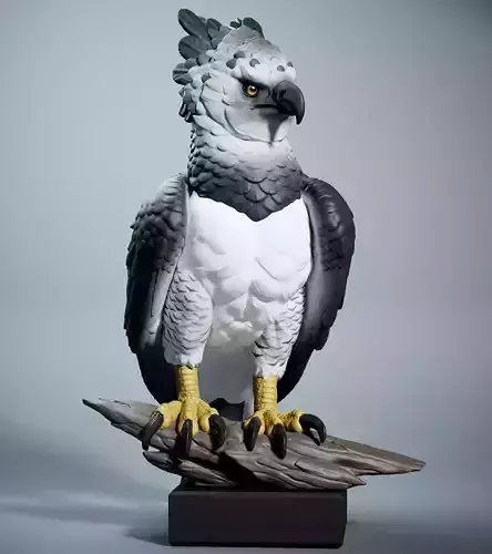 Harpy Eagle