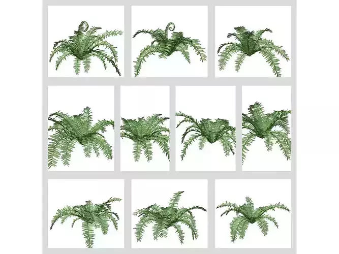 Boston Fern Plants