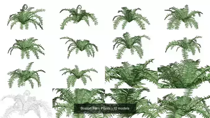 Boston Fern Plants