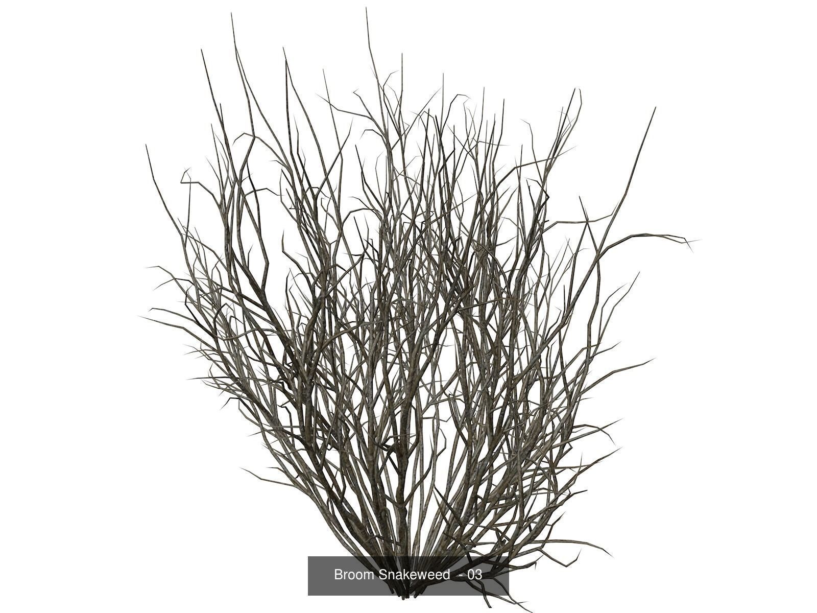 Broom Snakeweeds 3D Model Collection_4