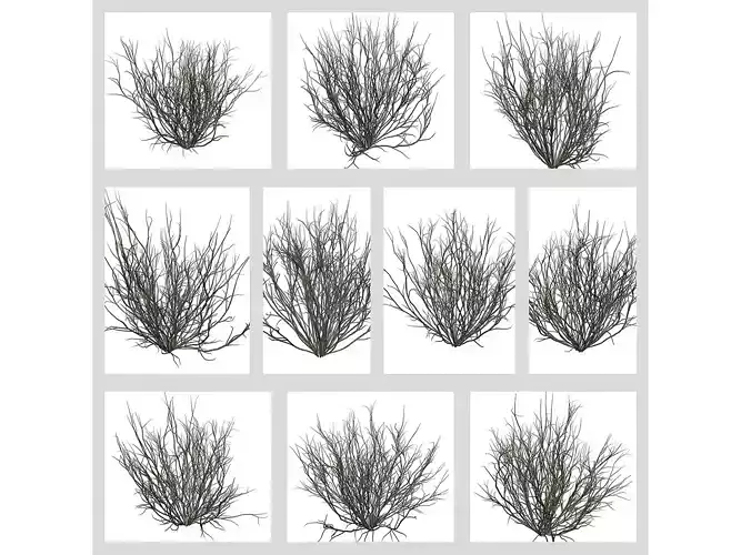 Broom Snakeweeds 3D Model Collection