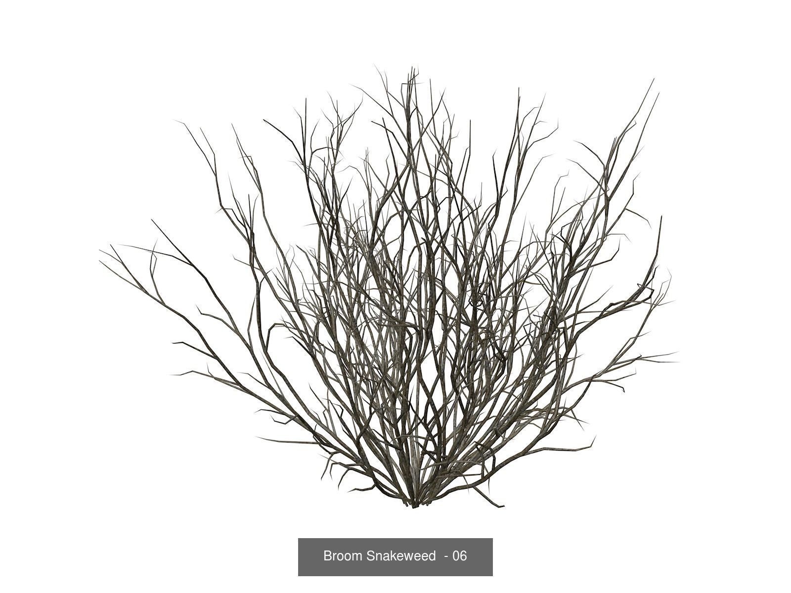 Broom Snakeweeds 3D Model Collection_7