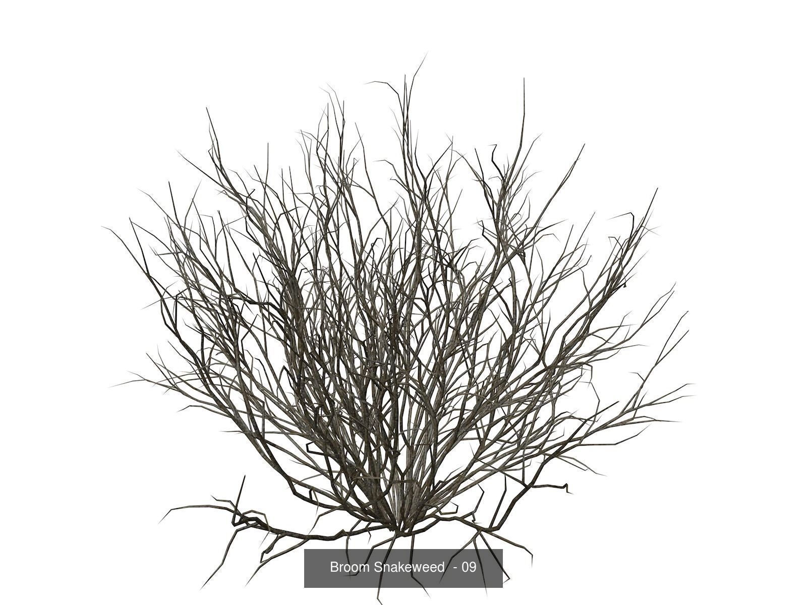 Broom Snakeweeds 3D Model Collection_10