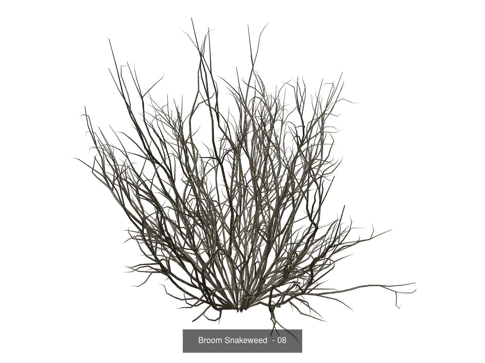 Broom Snakeweeds 3D Model Collection_9