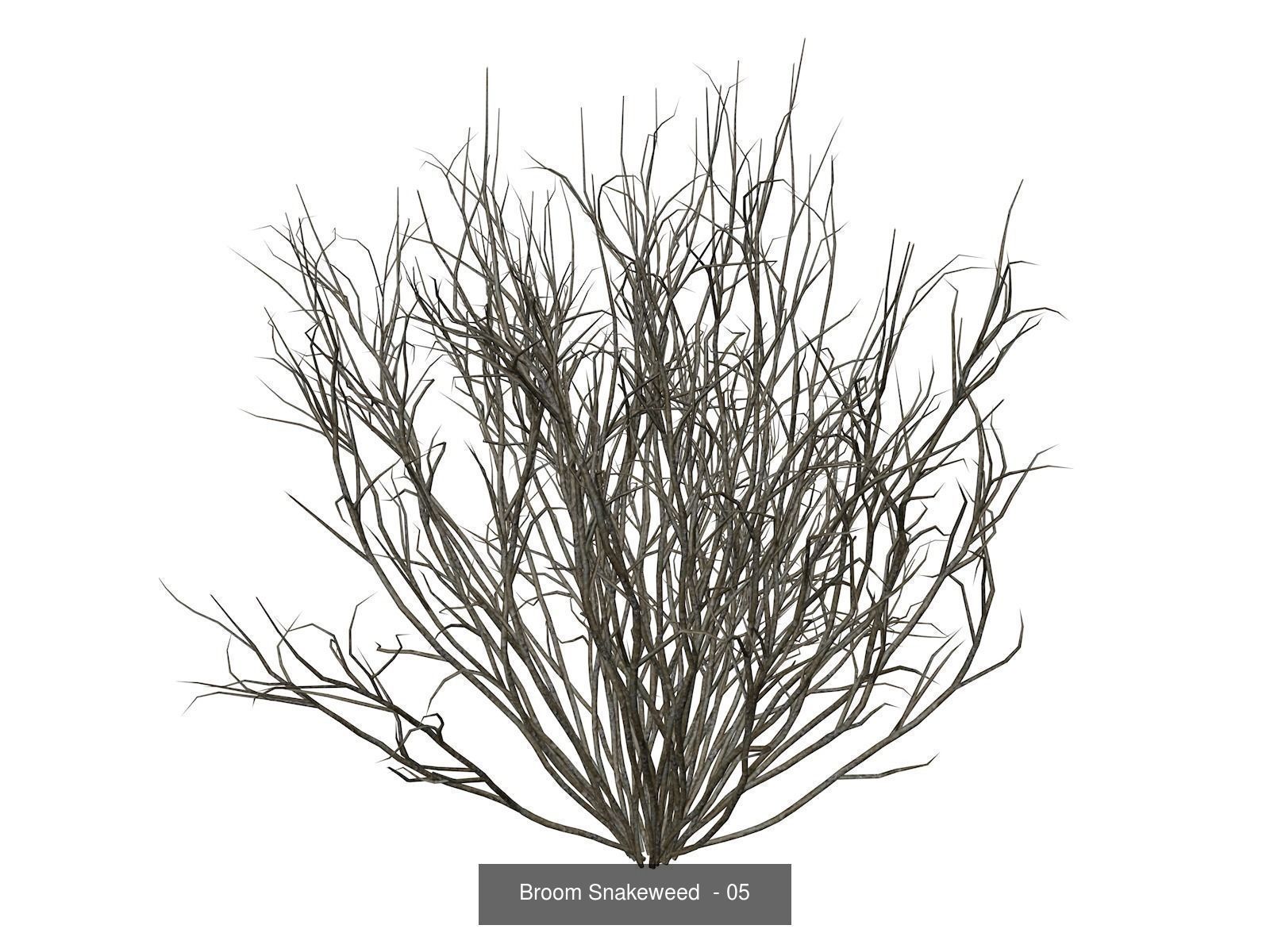 Broom Snakeweeds 3D Model Collection_6