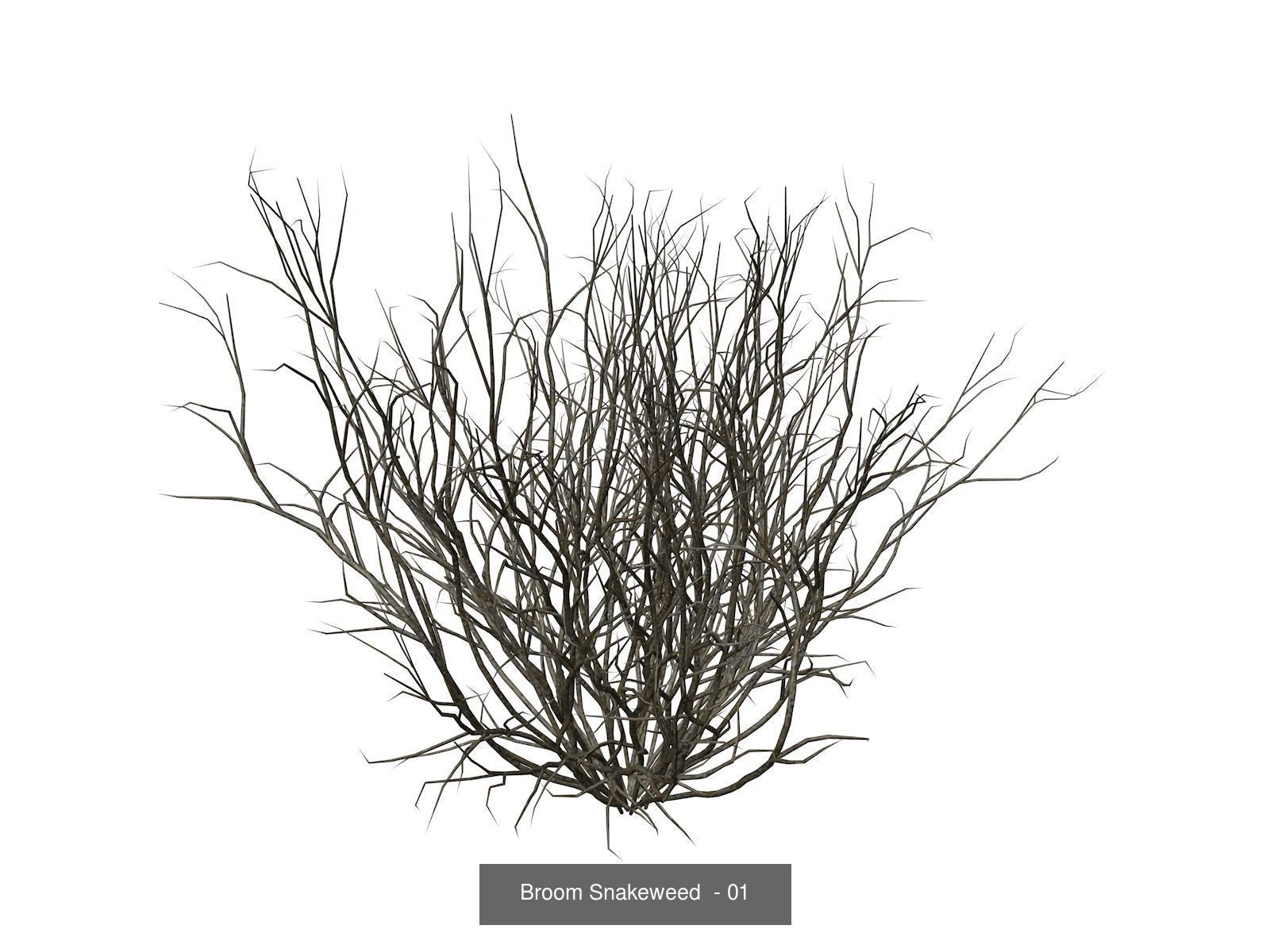 Broom Snakeweeds 3D Model Collection_2