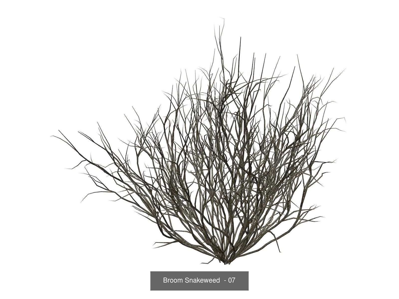 Broom Snakeweeds 3D Model Collection_8