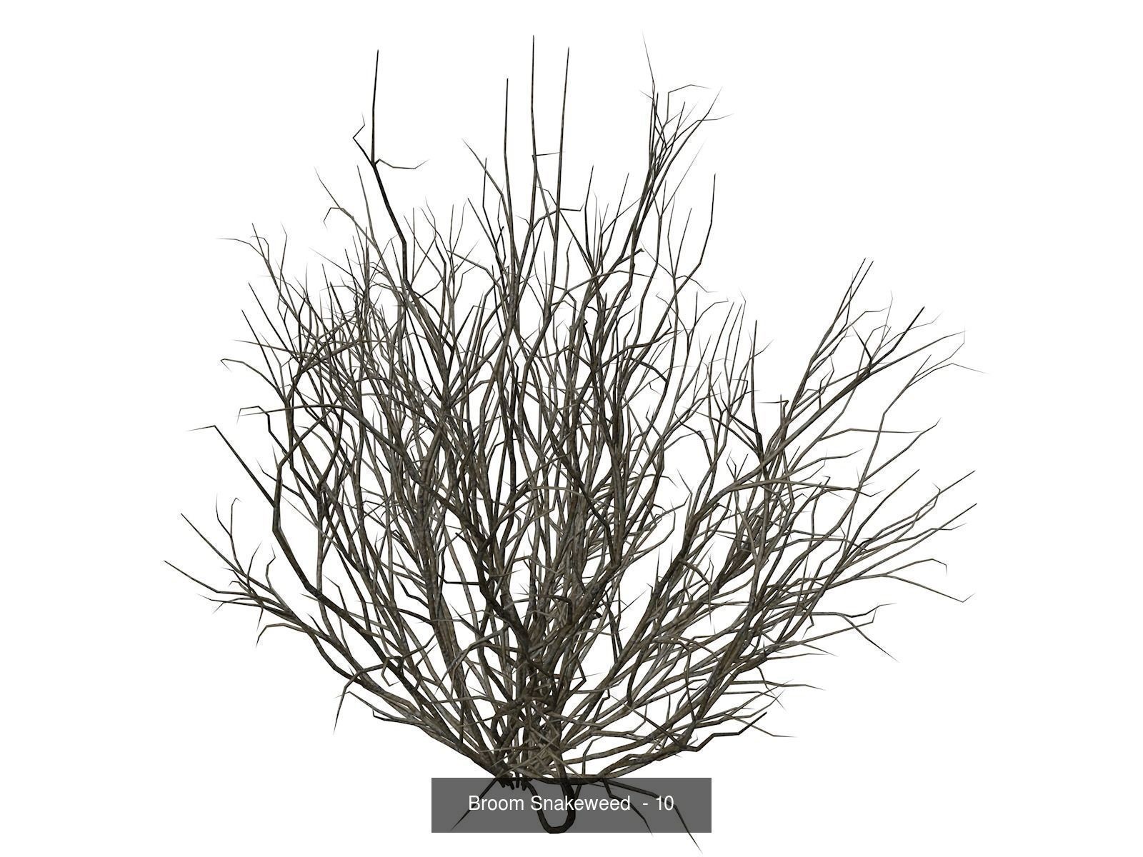 Broom Snakeweeds 3D Model Collection_11