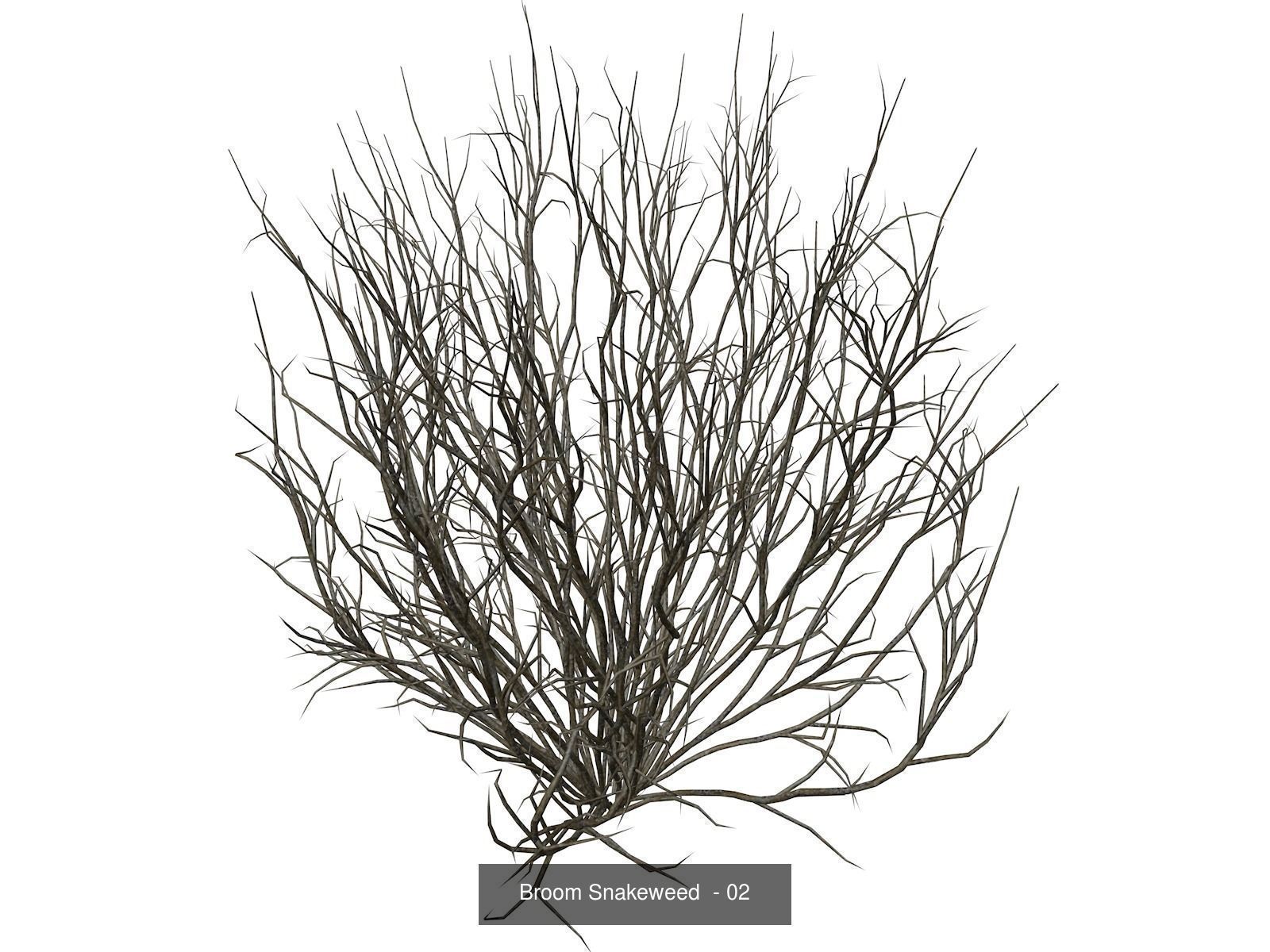 Broom Snakeweeds 3D Model Collection_3