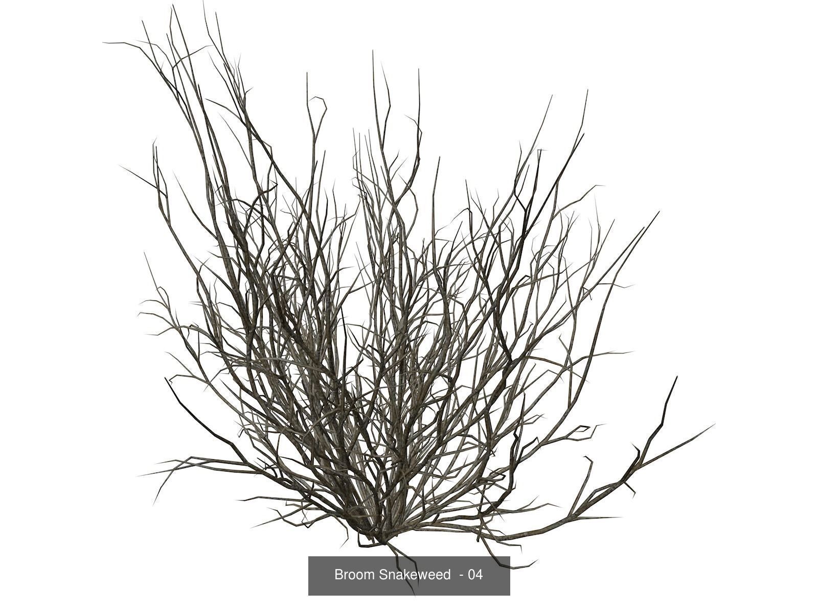 Broom Snakeweeds 3D Model Collection_5