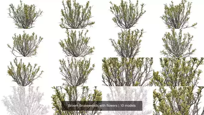 Broom Snakeweeds with flowers