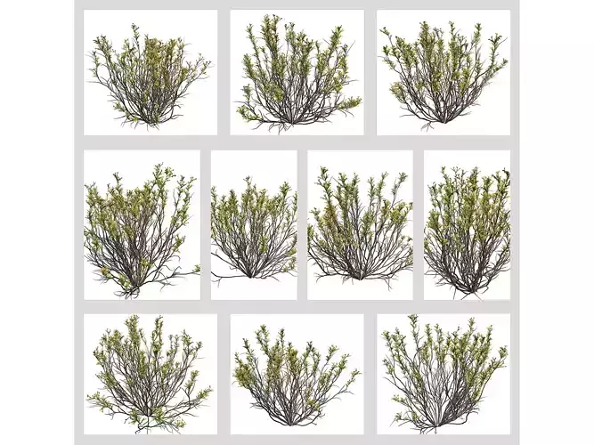 Broom Snakeweeds with flowers 3D Model Collection