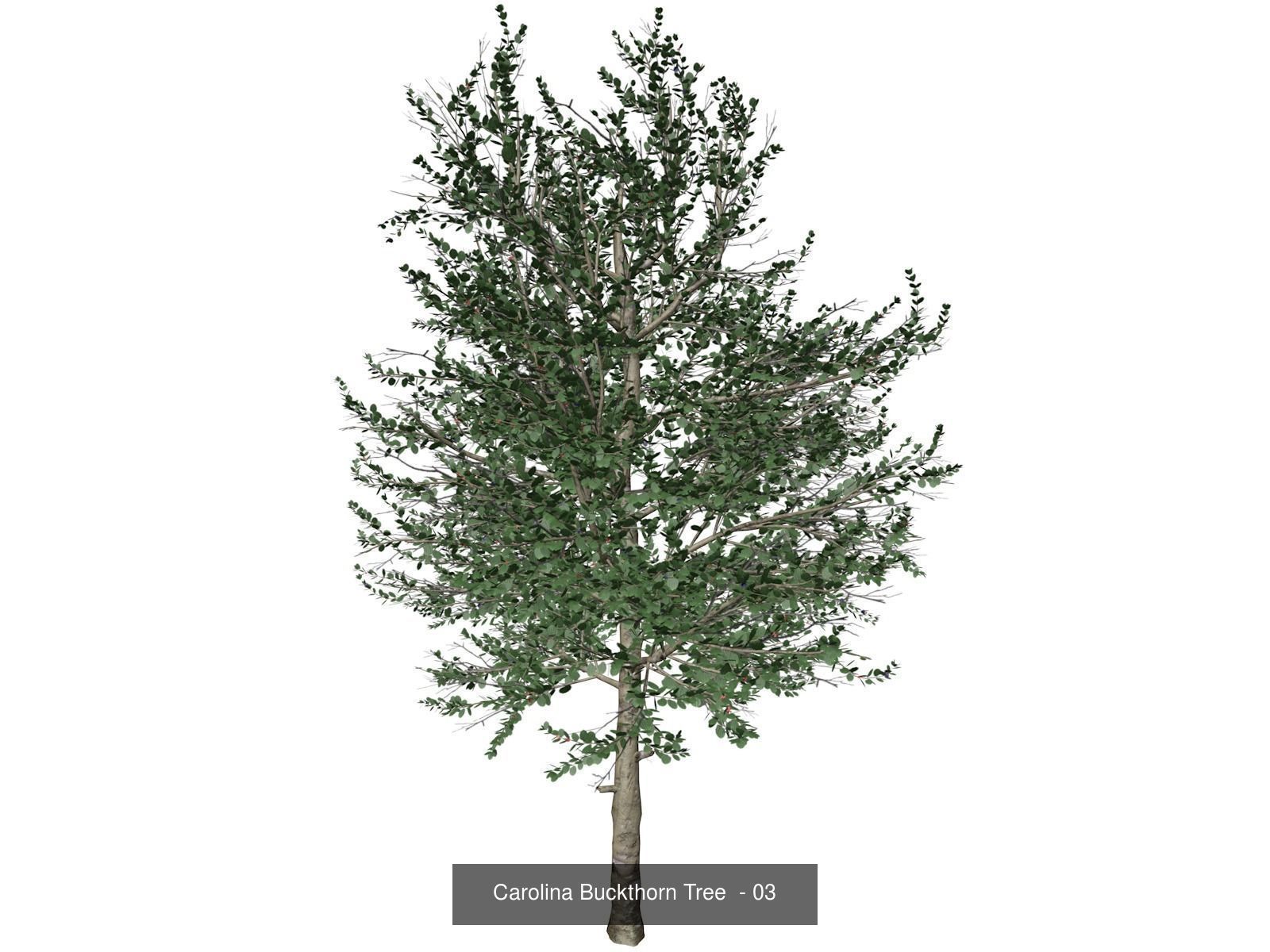 Carolina Buckthorn Trees 3D Model Collection_4