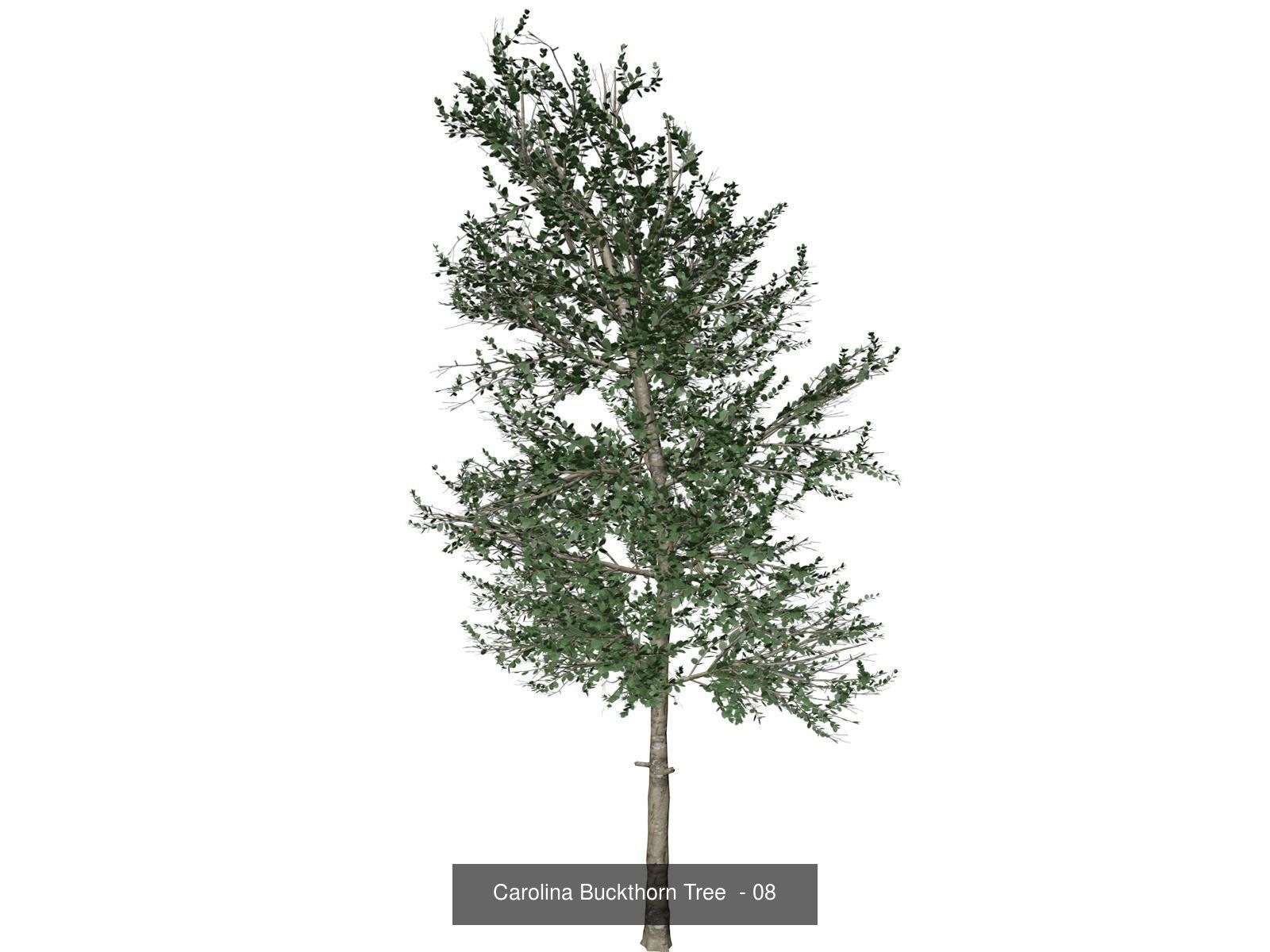 Carolina Buckthorn Trees 3D Model Collection_9