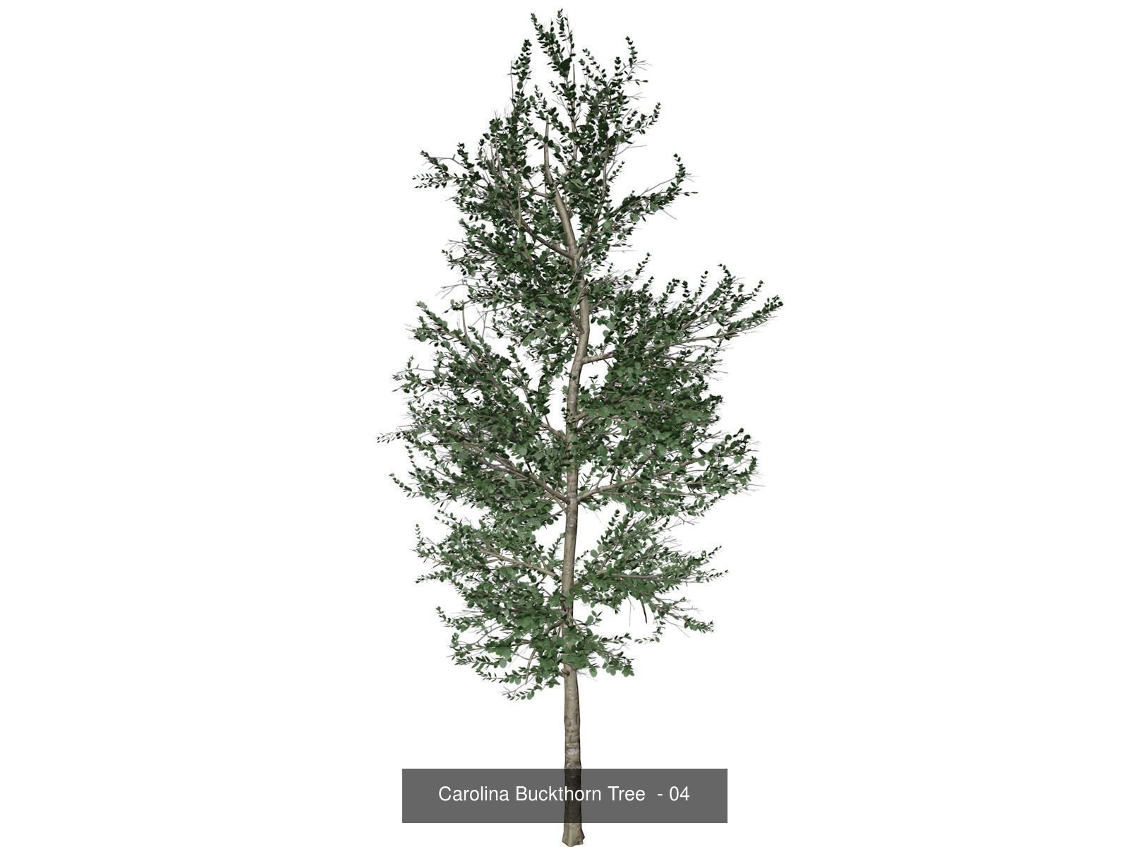 Carolina Buckthorn Trees 3D Model Collection_5