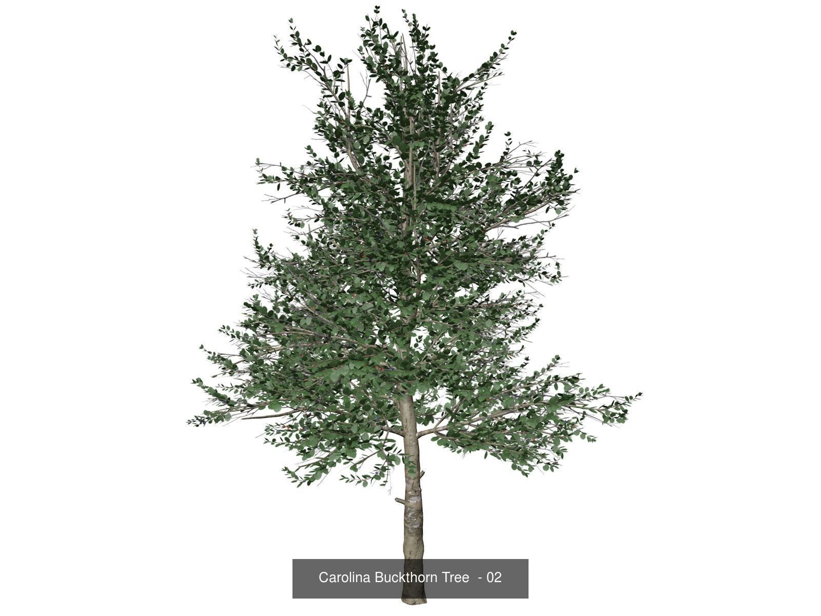 Carolina Buckthorn Trees 3D Model Collection_3