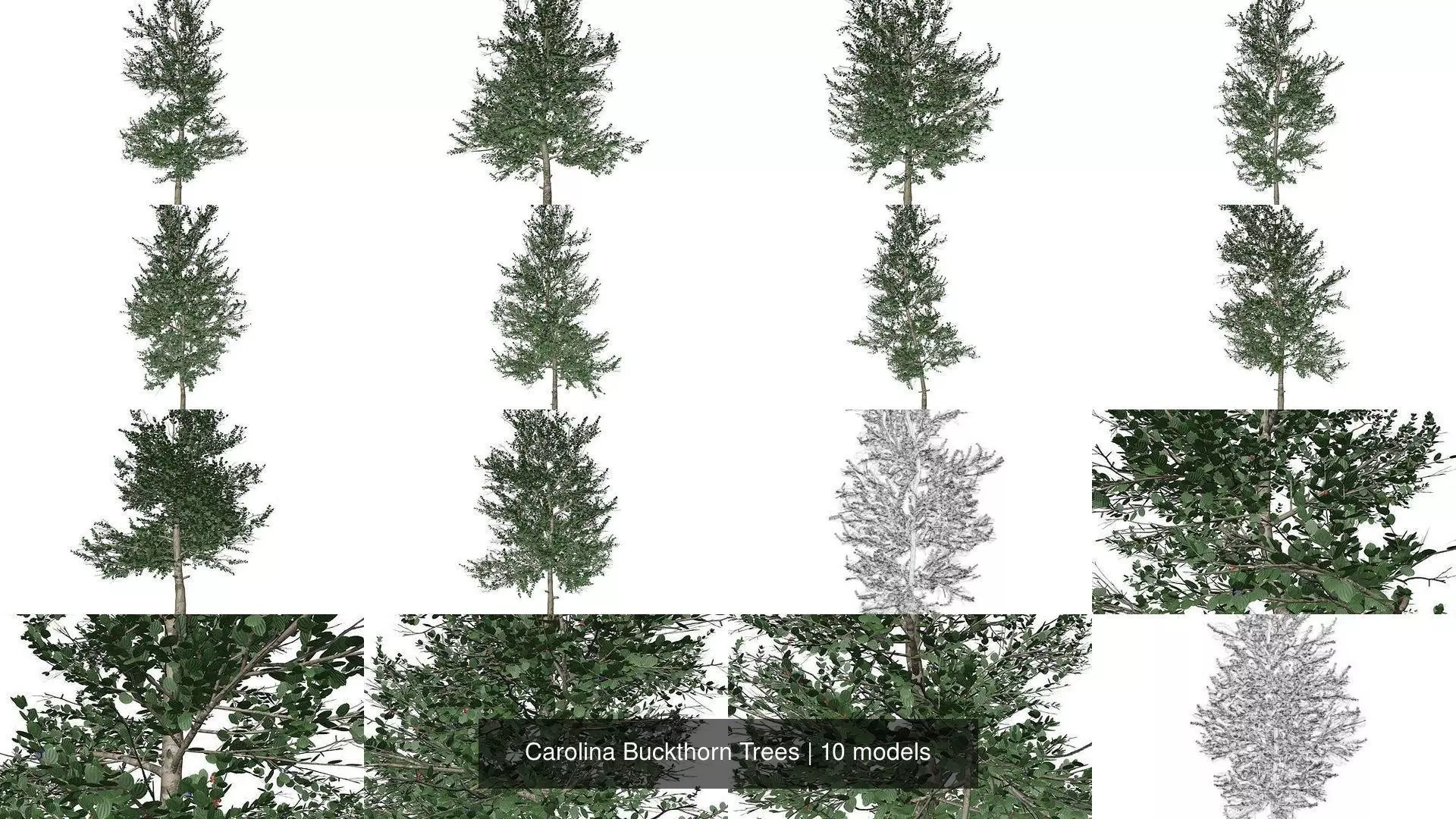 Carolina Buckthorn Trees 3D Model Collection_1