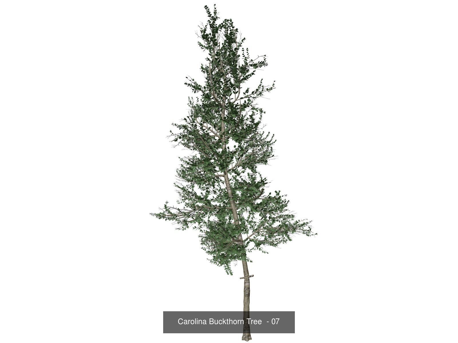 Carolina Buckthorn Trees 3D Model Collection_8