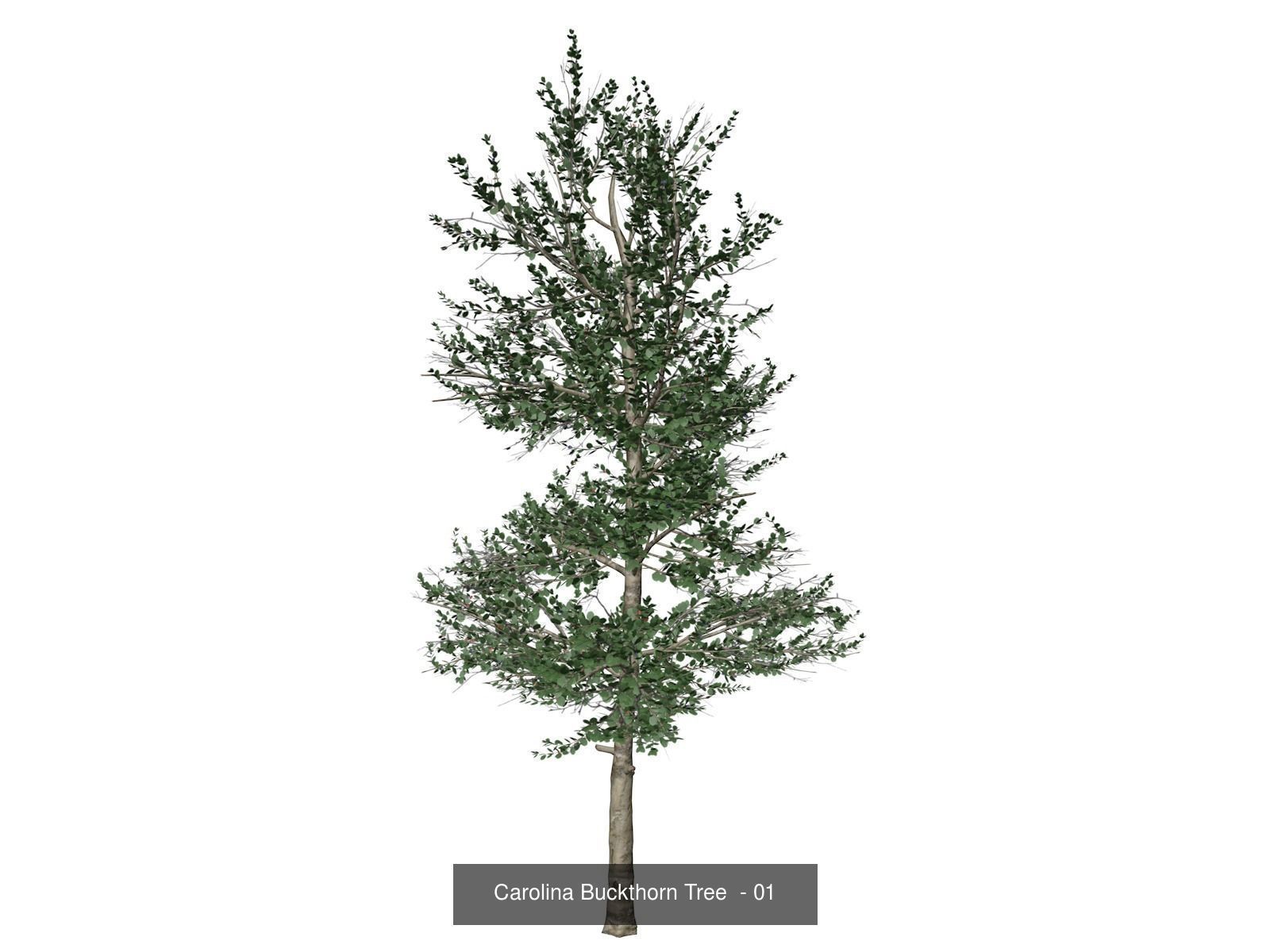 Carolina Buckthorn Trees 3D Model Collection_2