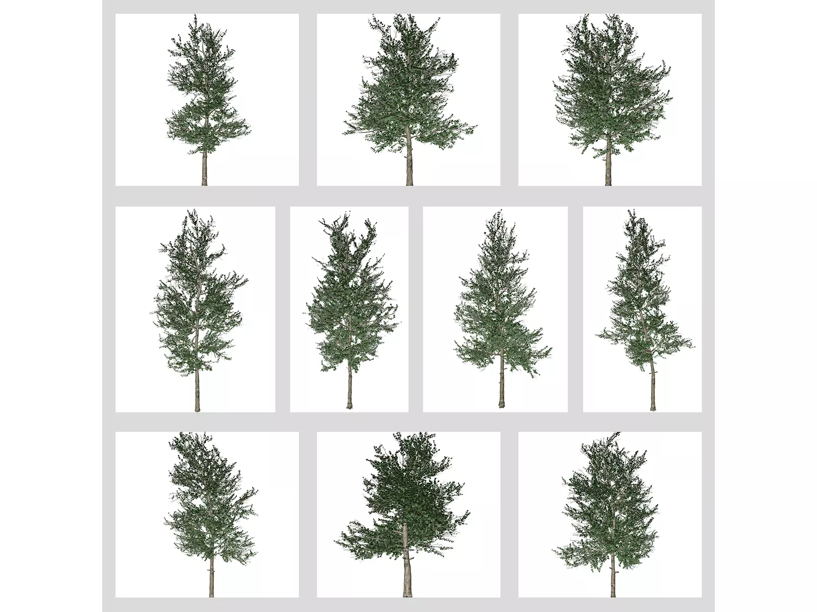 Carolina Buckthorn Trees 3D Model Collection_0