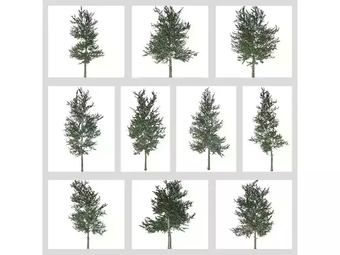 Carolina Buckthorn Trees 3D Model Collection