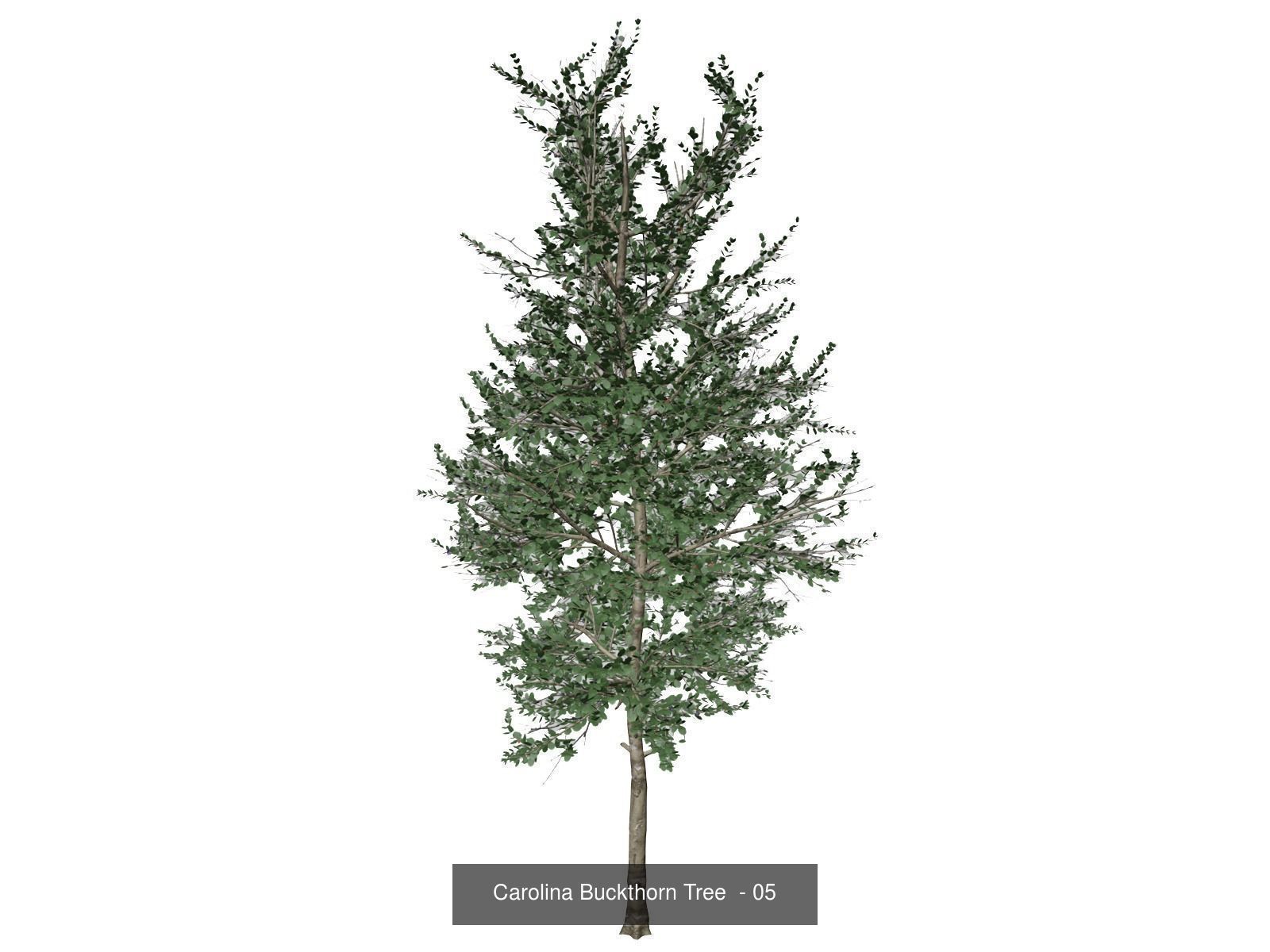 Carolina Buckthorn Trees 3D Model Collection_6