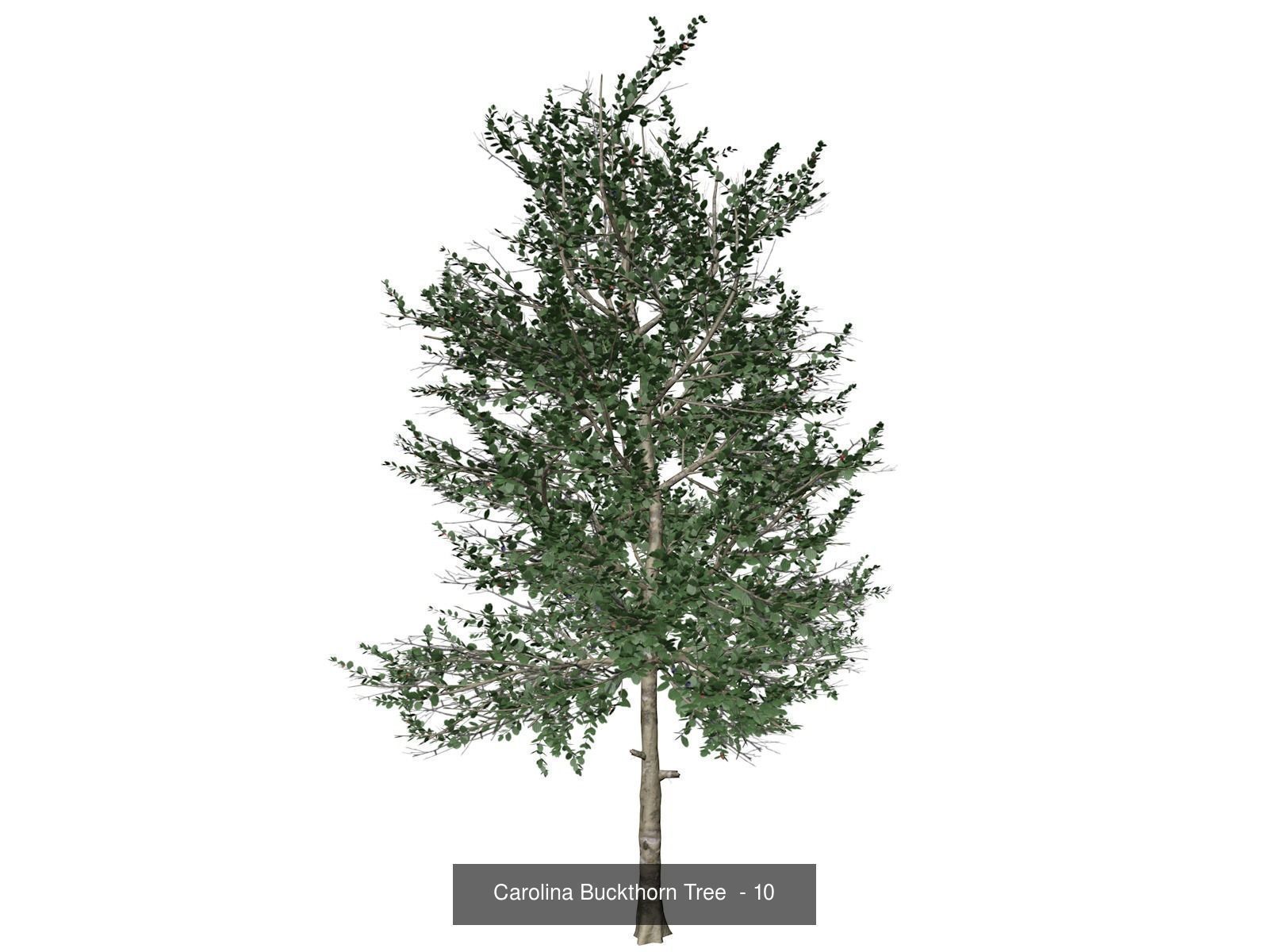 Carolina Buckthorn Trees 3D Model Collection_11