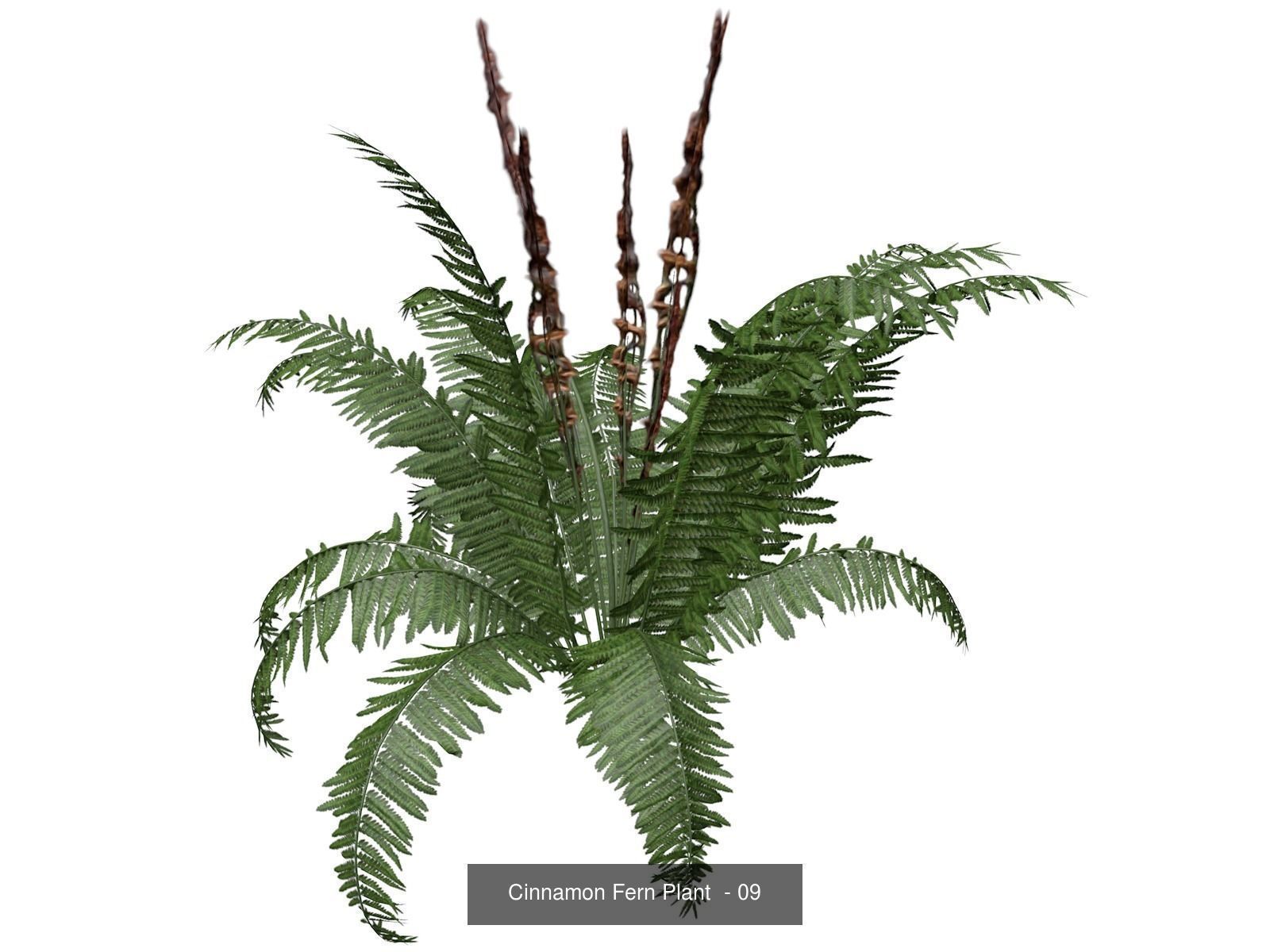Cinnamon Fern Plants 3D Model Collection_10