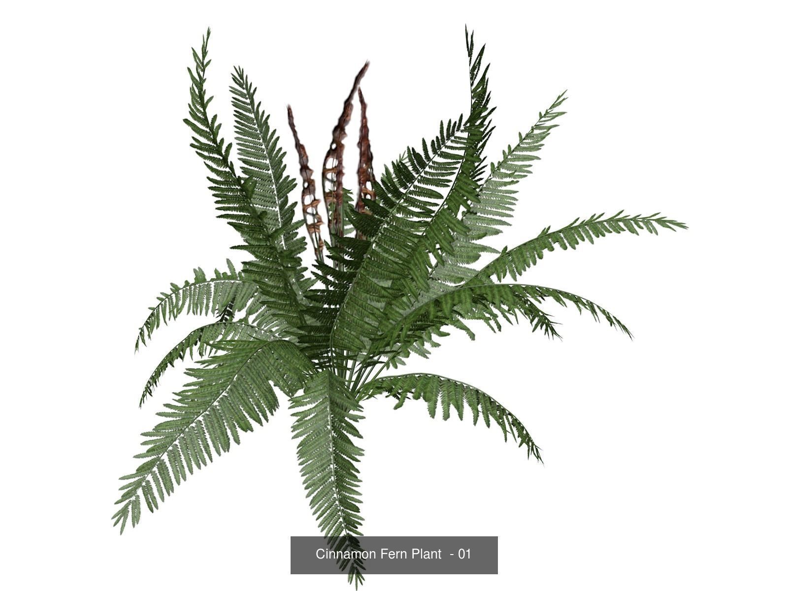 Cinnamon Fern Plants 3D Model Collection_2