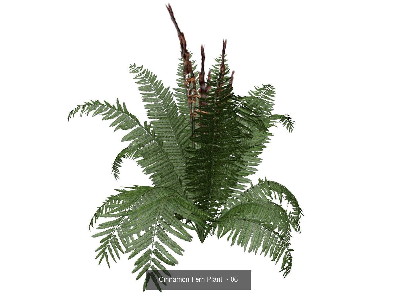 Cinnamon Fern Plants 3D Model Collection_7