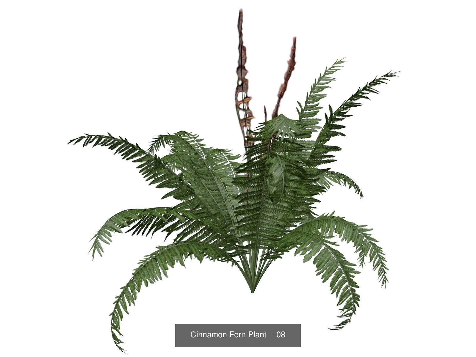 Cinnamon Fern Plants 3D Model Collection_9