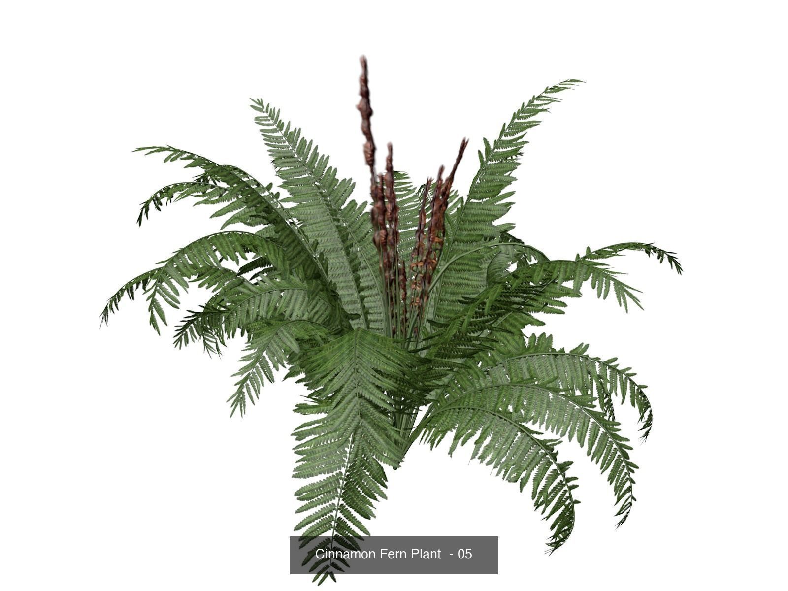 Cinnamon Fern Plants 3D Model Collection_6