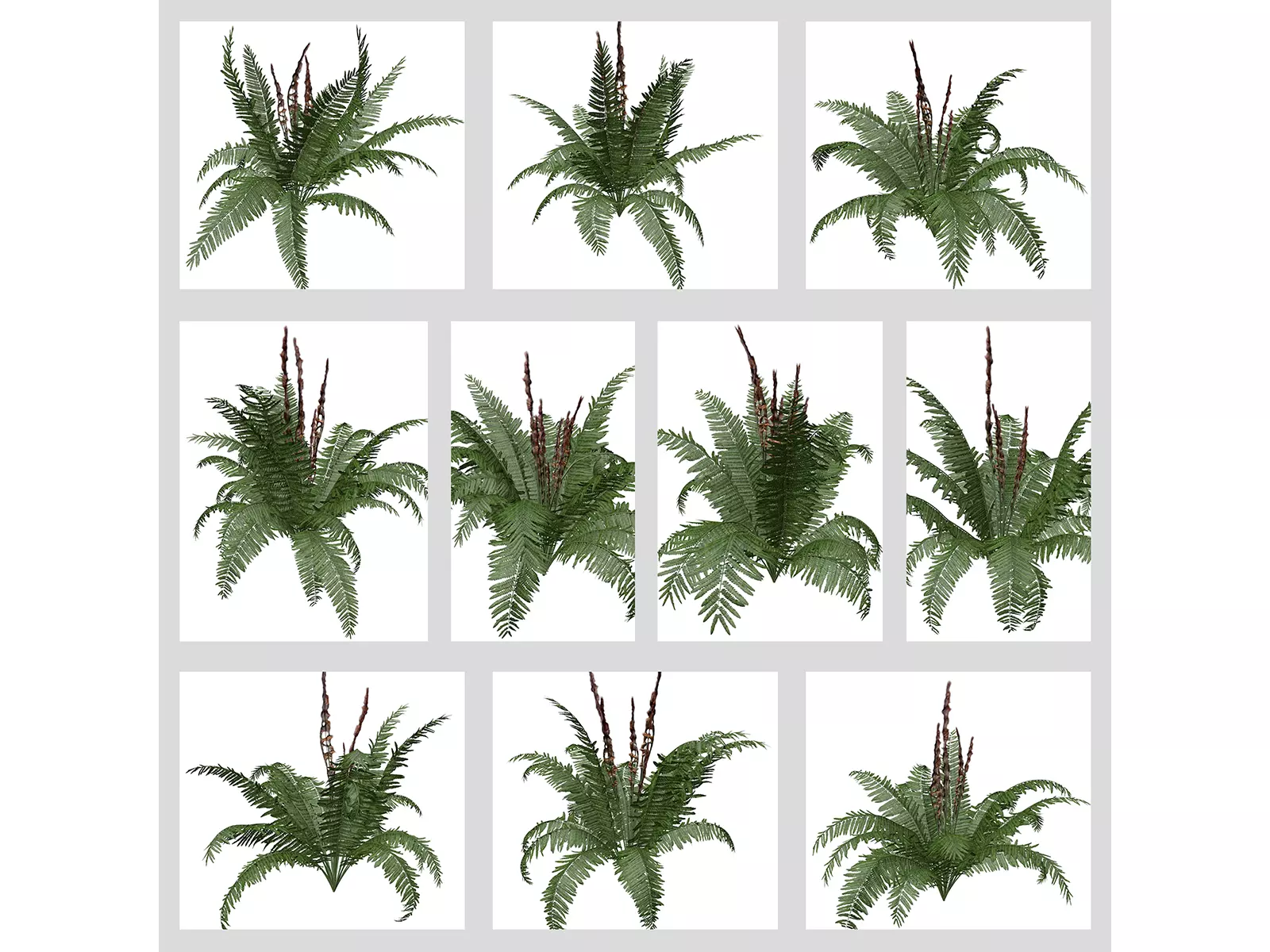 Cinnamon Fern Plants 3D Model Collection_0