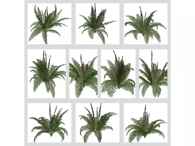 Cinnamon Fern Plants 3D Model Collection