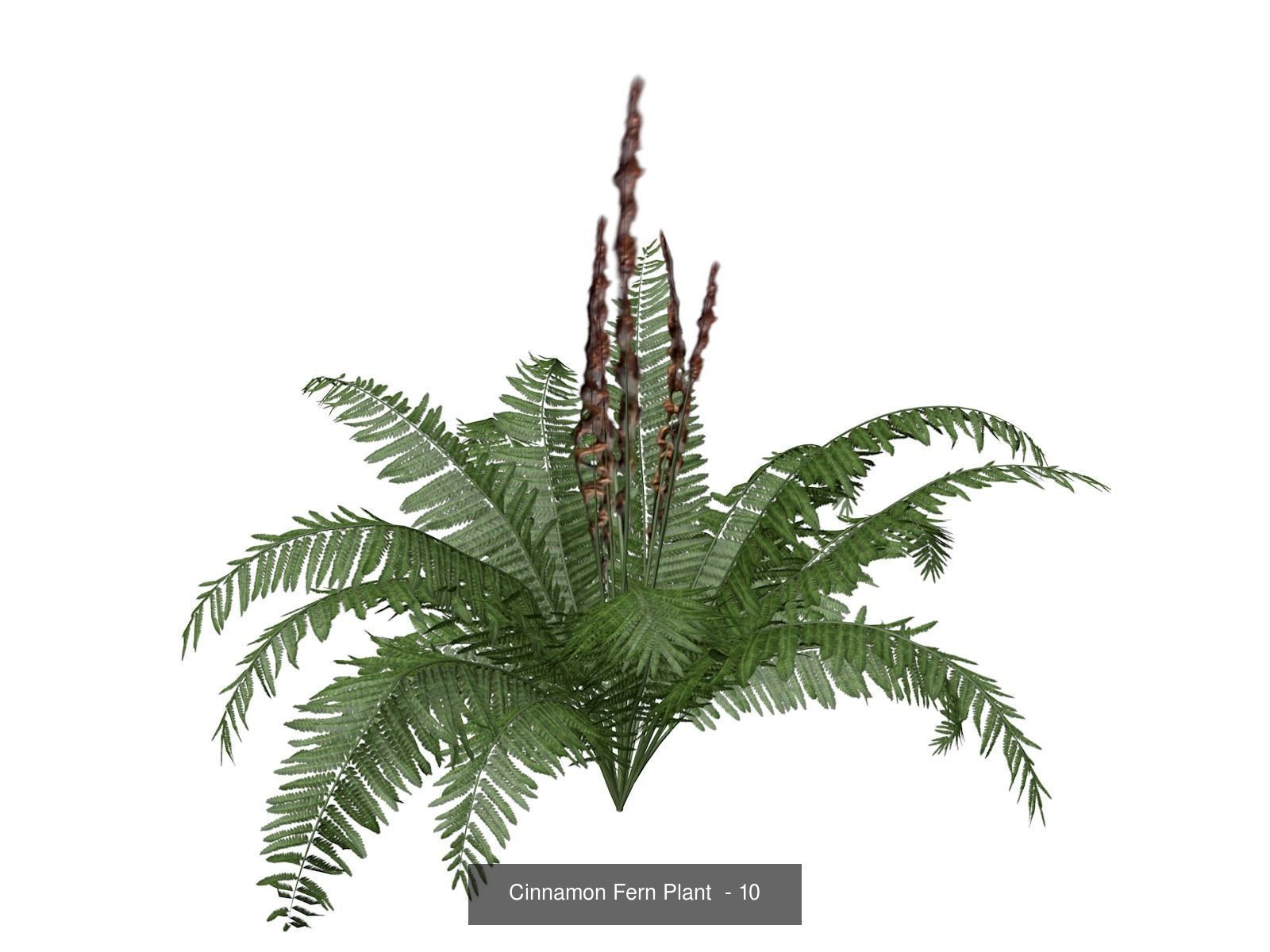 Cinnamon Fern Plants 3D Model Collection_11