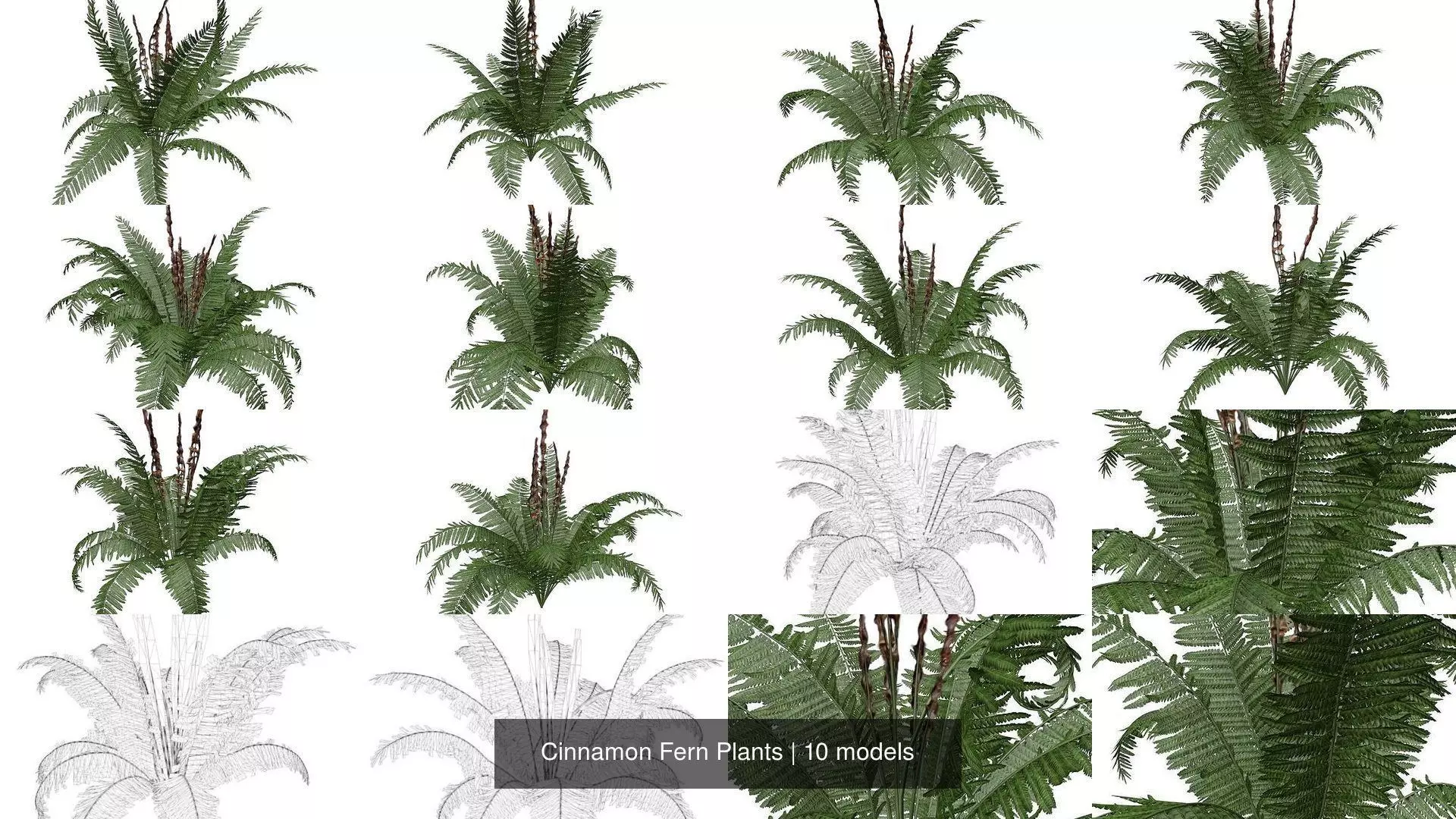 Cinnamon Fern Plants 3D Model Collection_1