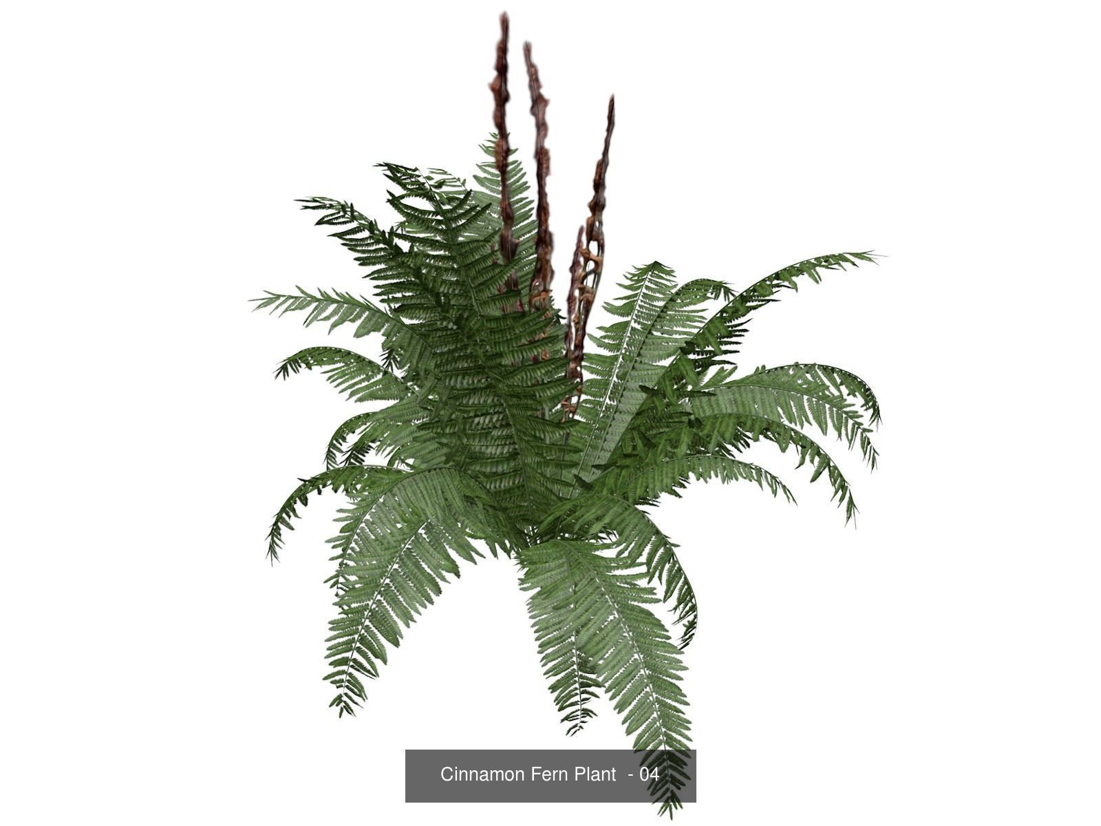 Cinnamon Fern Plants 3D Model Collection_5