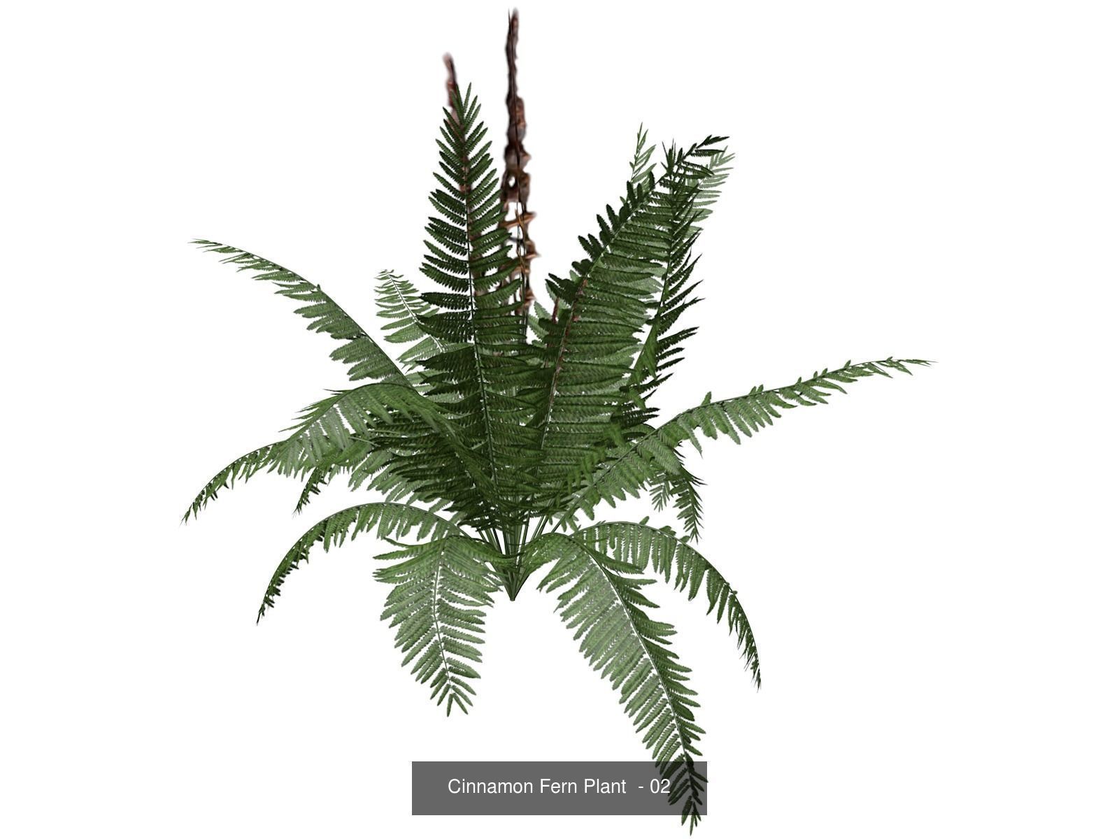 Cinnamon Fern Plants 3D Model Collection_3