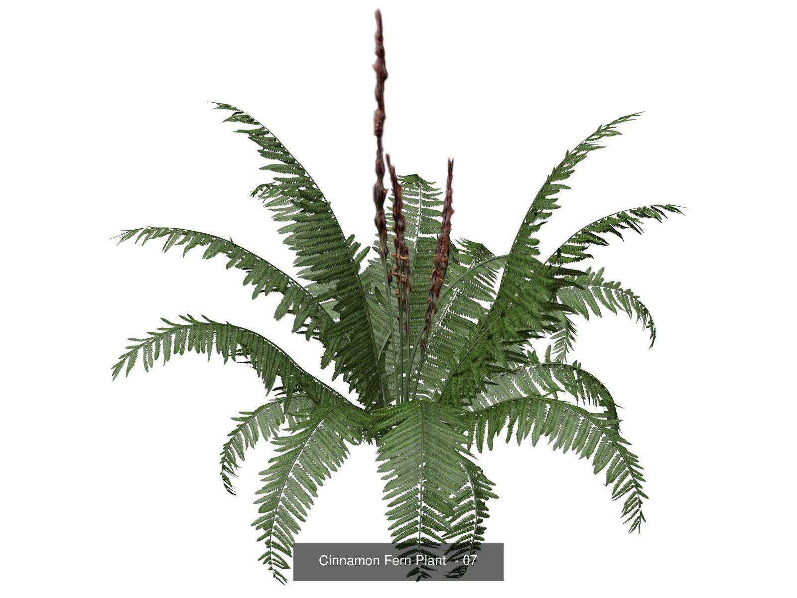 Cinnamon Fern Plants 3D Model Collection_8