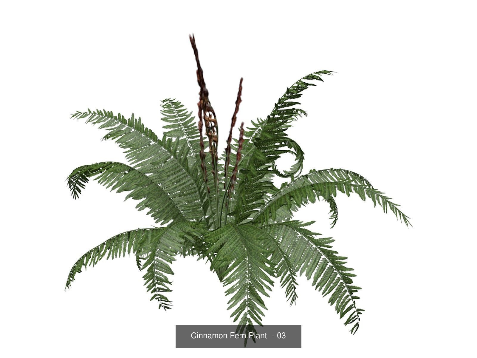 Cinnamon Fern Plants 3D Model Collection_4