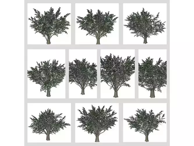 Common Hawthorn Trees 3D Model Collection
