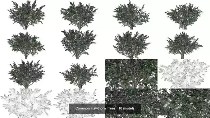 Common Hawthorn Trees