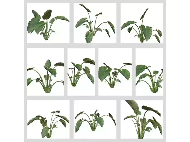 Elephant Ear Plants 3D Model Collection