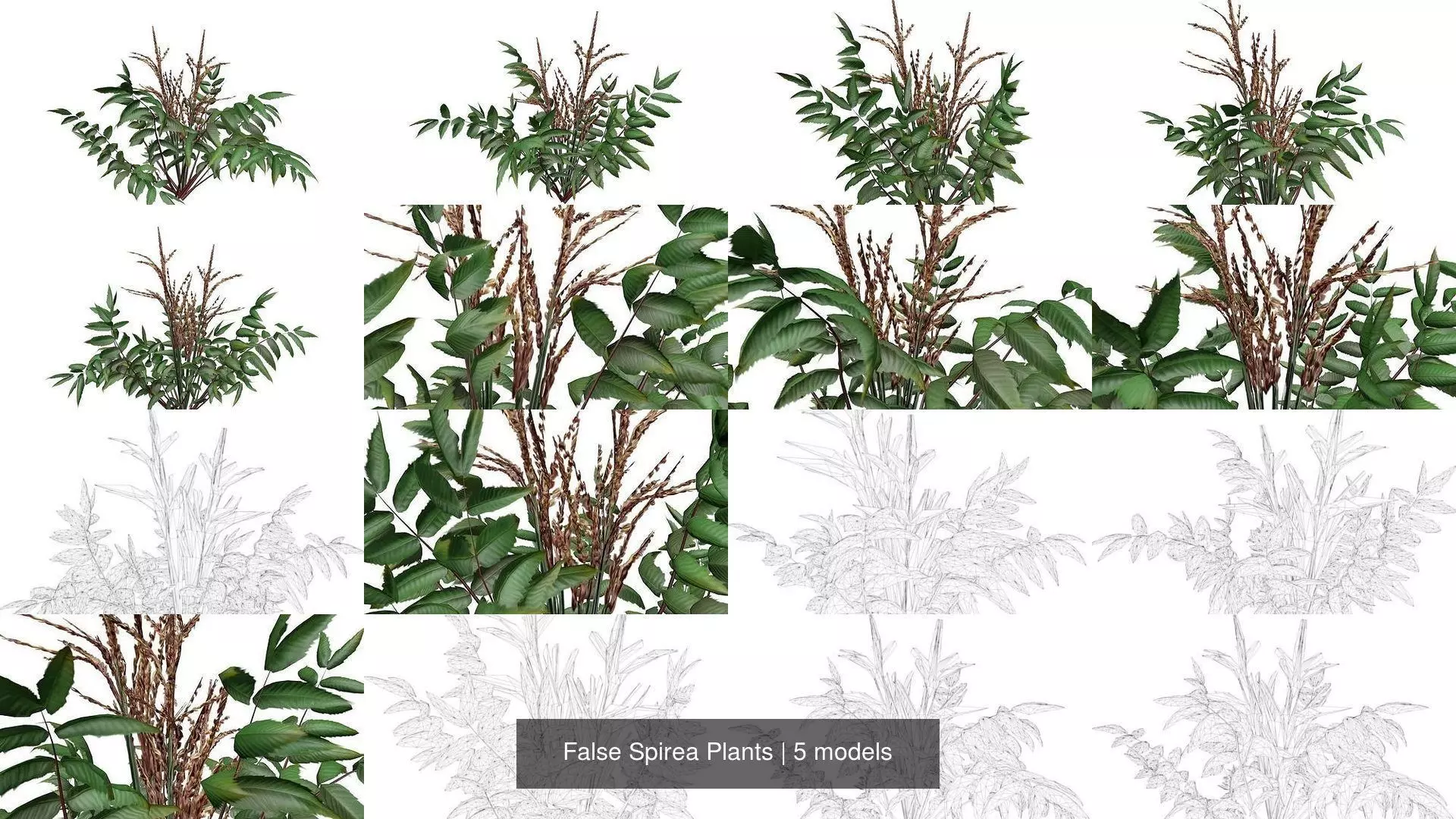 False Spirea Plants 3D Model Collection_1