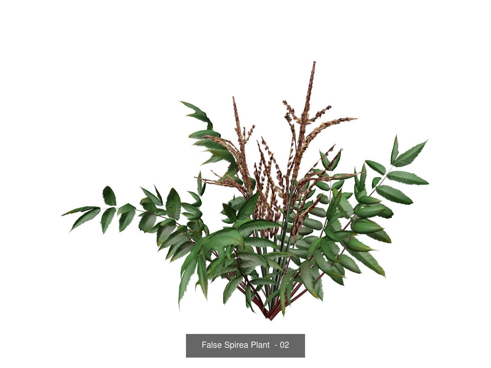 False Spirea Plants 3D Model Collection_3