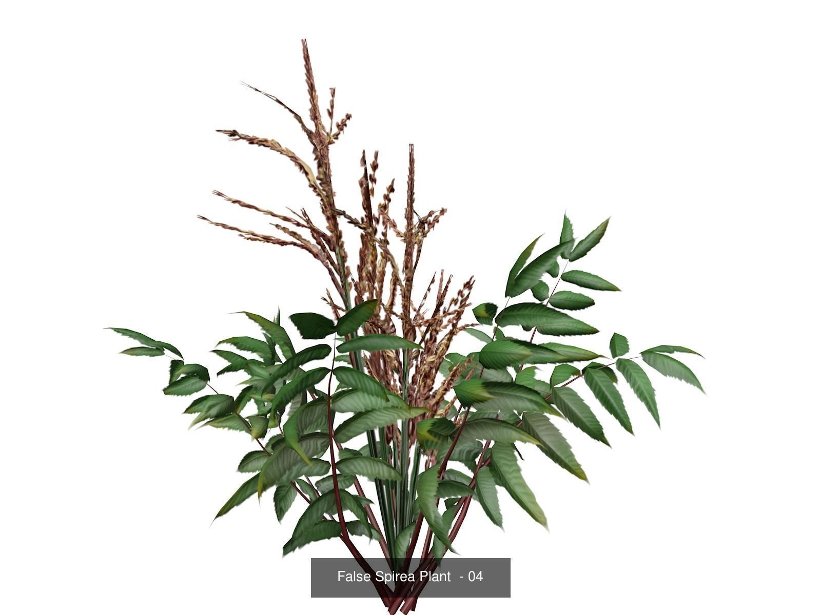 False Spirea Plants 3D Model Collection_5